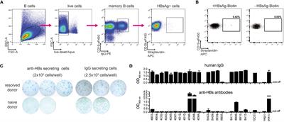 CARs derived from broadly neutralizing, human monoclonal antibodies identified by single B cell sorting target hepatitis B virus-positive cells